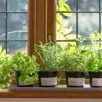 简单5步 教你在窗台上种出香草植物园