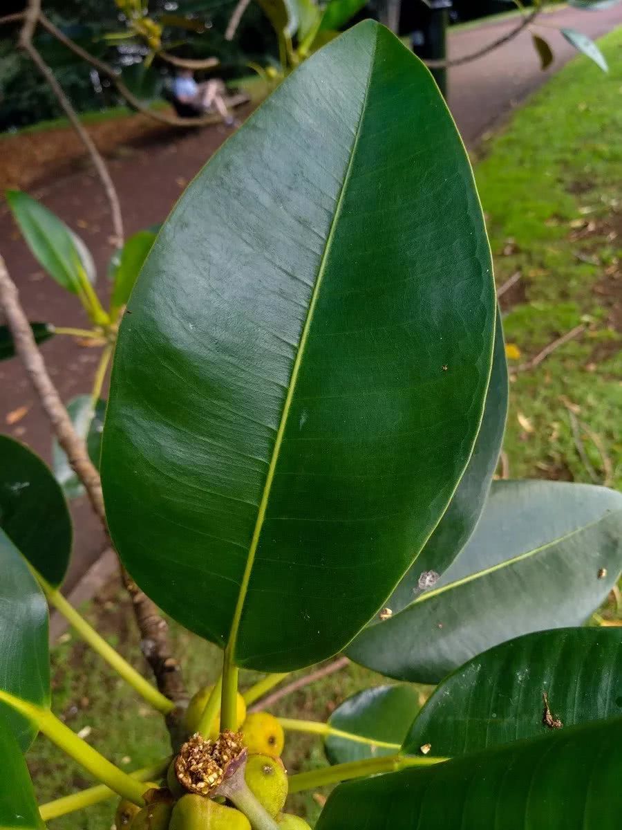 新西兰的植物：橡皮树