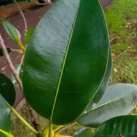 新西兰的植物：橡皮树