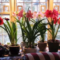 家里养这十种红色的盆栽花卉 整个家里都变得更加有活力