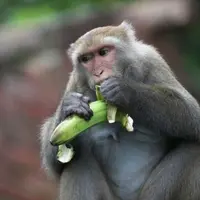 台湾猕猴数量数量明显上升，专家建议不再列为“保育类野生动物”