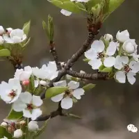 为什么有的朋友种的苹果树只开花不结果？