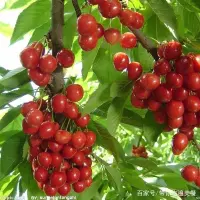 夏天来了水果流行起来 这些水果不仅好吃营养丰富 还很容易种植