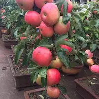 原来苹果树还能盆栽 家里种一棵既能观赏 还能吃上自己种的苹果