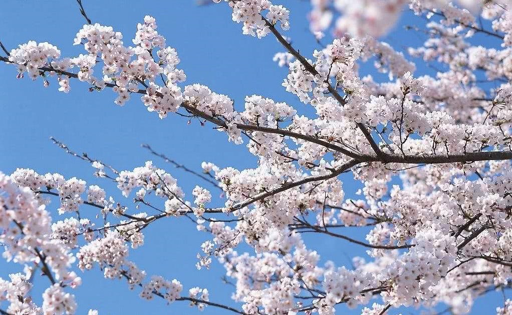 杏花——烂漫和自由的象征