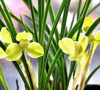 兰属(Cymbidium)及其近缘属兰花的叶斑病