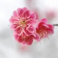 樱花的特点和象征