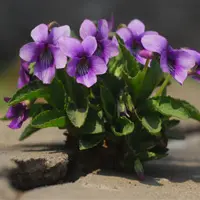 紫花地丁也被叫做什么？