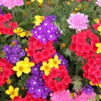 夏天在家里养上这四种花卉盆栽 耐旱性强而且省心打理易成活