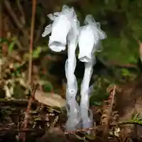 幽灵之花——水晶兰