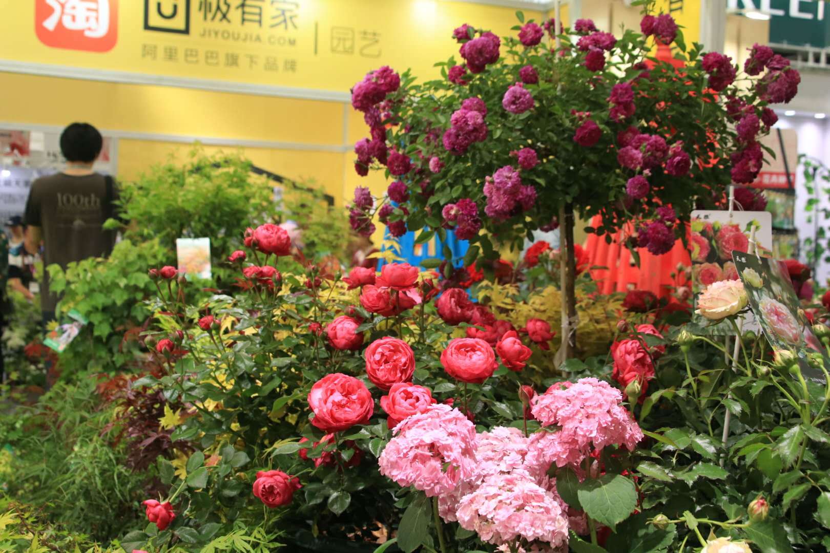 北京国际花卉展的第二天 给大家实时播报下前方情况