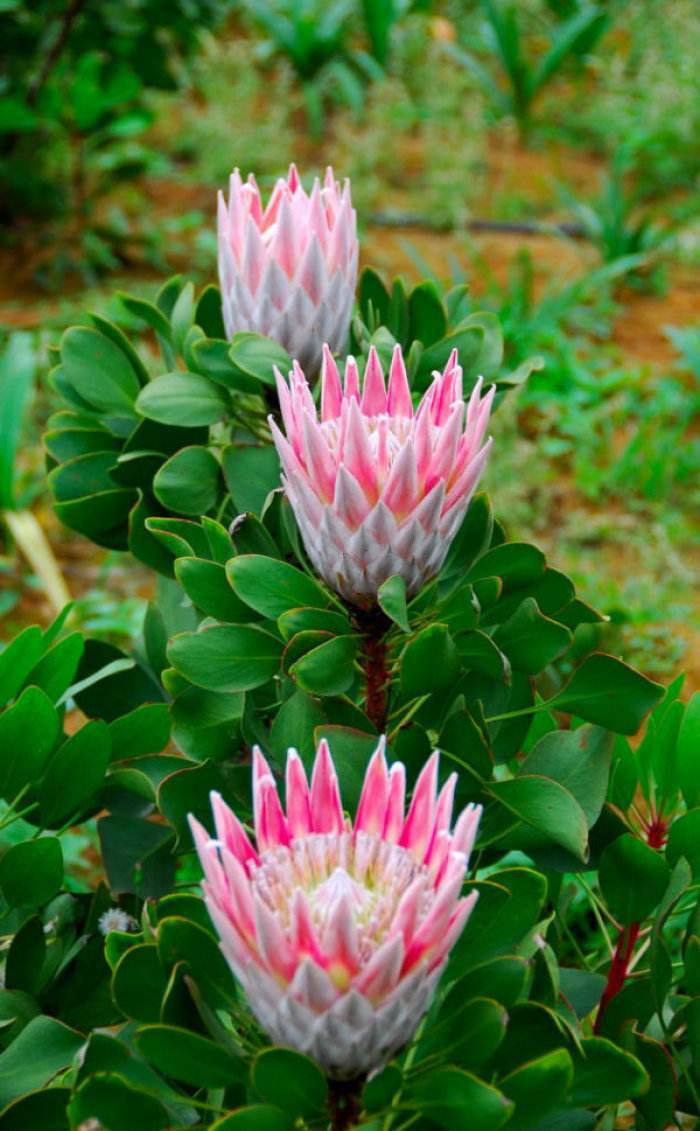 南非共和国的国花——帝王花