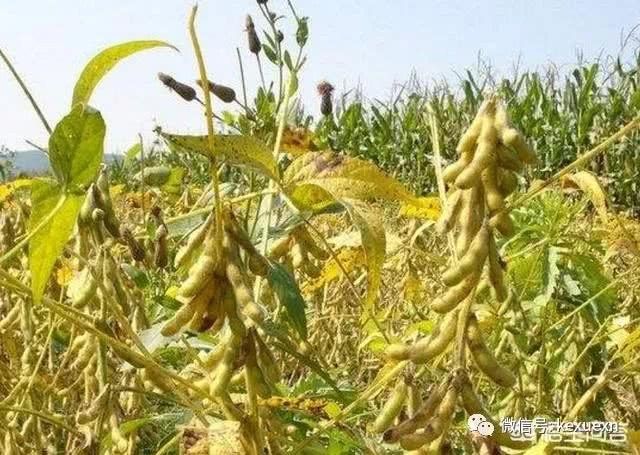 四个月已过 内蒙古大豆价位依旧没能上涨 今年恐难上涨
