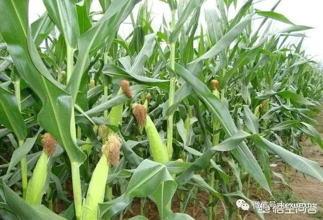 吉林持续干旱 玉米作物能有好收成么？苗期根壮才能丰产在望