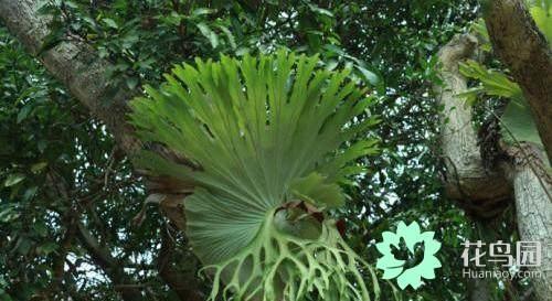 雨林植物小科普——附生植物