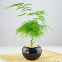 盆栽文竹怎么养才能更旺盛 9种养护方法