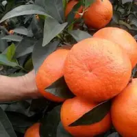 广西梧州市茂谷柑的种植技术