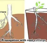 盆景技巧：活用根插法制作榆树微型盆景
