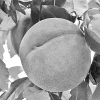 桃新品种瑰宝在山东泰安的引种表现