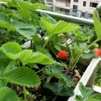 不用自己买啦 草莓、无花果等4种水果阳台就能种