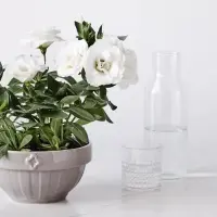 5种净化空气非常好的盆栽植物 养在室内能改善空气质量
