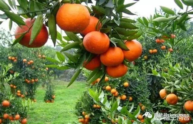 橘子养护注意事项 做到这些 才能长的果大果甜