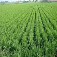 水稻田除草剂药害发生原因及防控对策