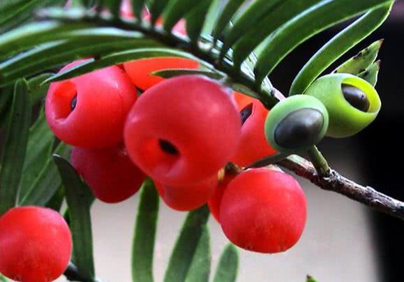 拥有漂亮的红果实 国宝级植物、抗癌明星 它是：红豆杉