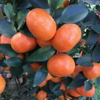 沙糖橘气候条件的选择及种植管理