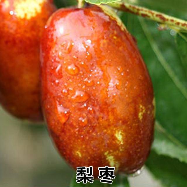 梨枣、冬枣树栽培管理的种种误区及应对措施