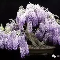 紫藤盆景怎么养