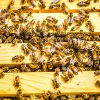 欧盟最终决议，禁用类尼古丁农药救蜜蜂│田间全面禁用益达胺等三种杀虫剂