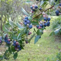 你那里适合栽种哪种蓝莓 让盆栽蓝莓每年都能结果的技巧