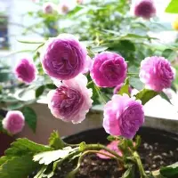 极为经典的微月花卉 花型正 盆栽效果好 非常适合阳台一族