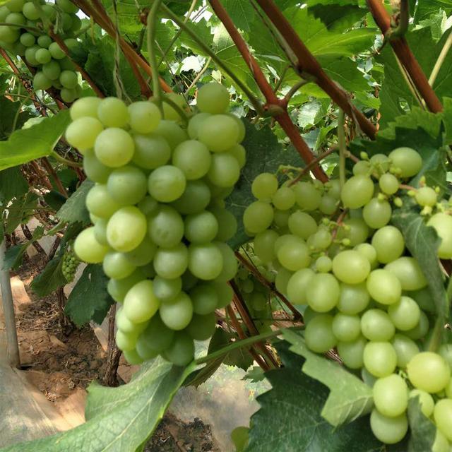 山东省葡萄产业发展现状、问题及其可持续发展措施