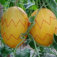 华南地区哈密瓜类型厚皮甜瓜发展前景及技术对策