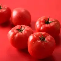 延秋西红柿栽培技术，延秋西红柿的播种时间