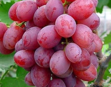 夏季多吃这种果子特别是女性吃了美容养颜皮肤靓丽有很多保健作用可解酒