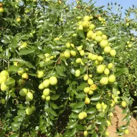 枣树果实成熟期生态气候的影响