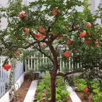 庭院果树园艺价值及栽培技术