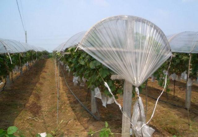 避雨棚栽培对葡萄主要病害的防效和果实品质的影响调查