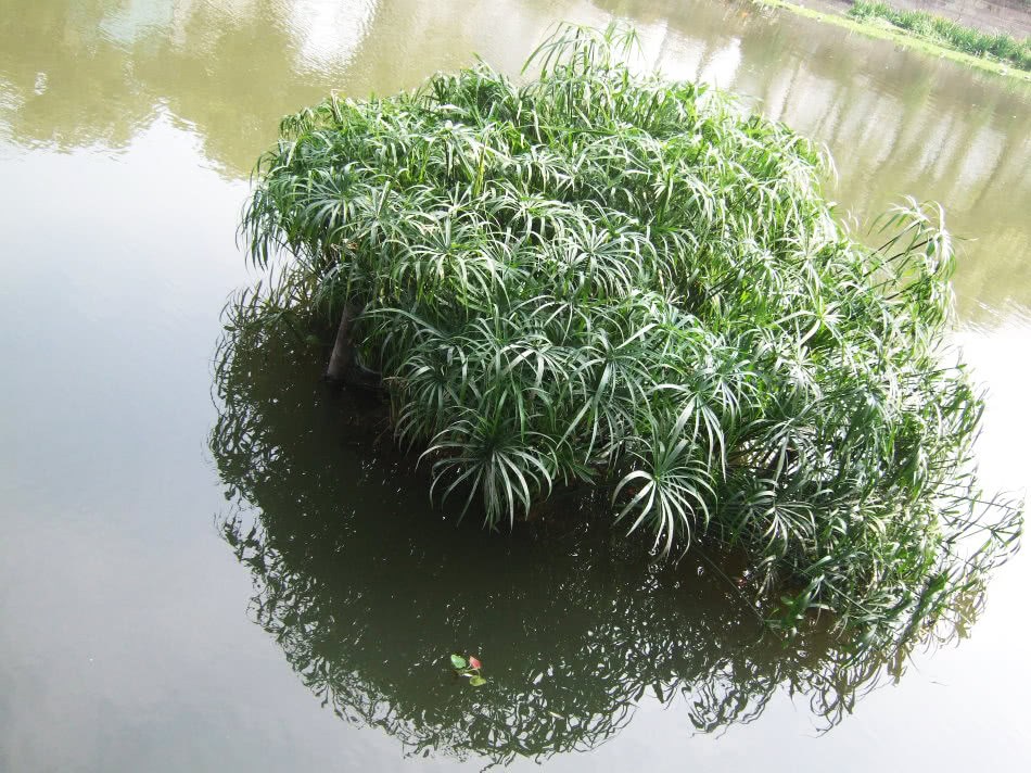 这种水中竹子 可别小看它 是一种消炎良药 价值30元一斤
