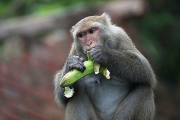 动社／为台湾岛上唯二灵长类发声！要降级台湾猕猴保育，农委会应公开依据并审慎评估