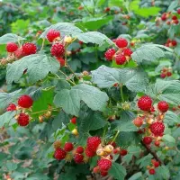 双季红树莓浆果酸甜适口 略带香气很适于鲜食、加工果汁制作果酱