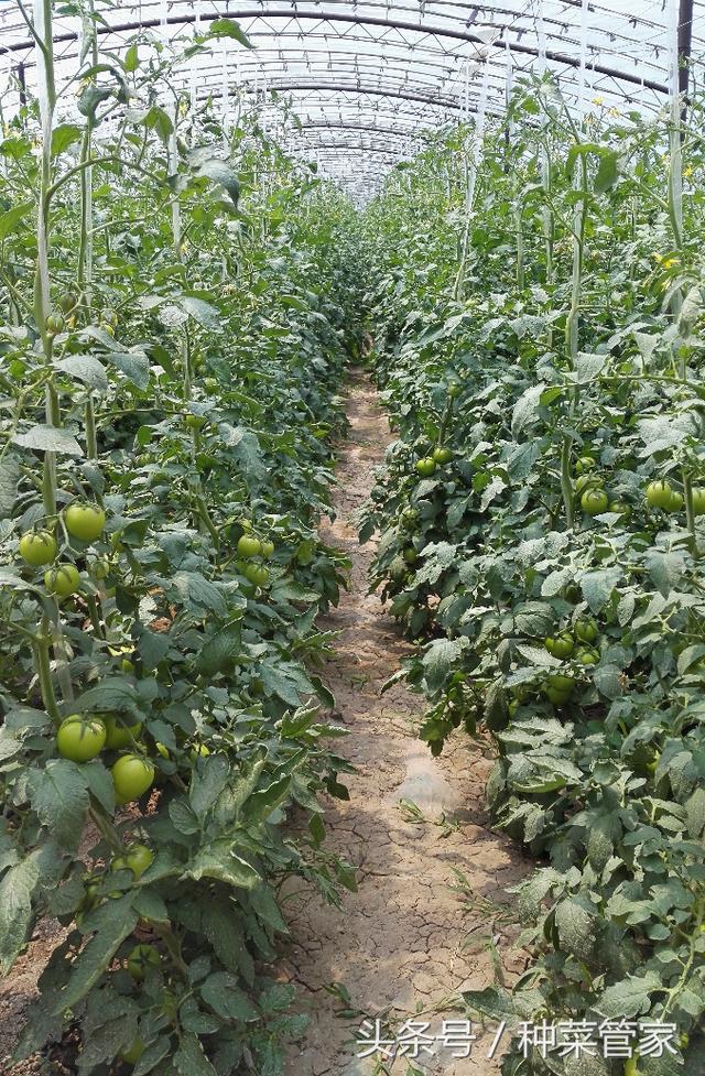 蔬菜大棚里的“空中滑梯”—农民“土办法”让番茄采收变轻松，1人能干5个人的活