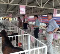农委会举办山羊嘉年华会，提供羊只饲养技术交流