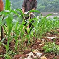 山东菏泽农民致富路—玉米套种土豆