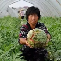 老瓜农多年种植经验告诉你：瓜农口中常说的爆炸西瓜，这五种原因最容易导致西瓜采收前“爆炸“