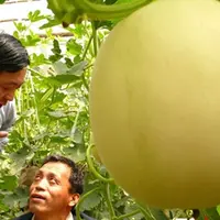 洋香瓜种植技术