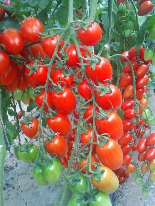 以前种植大番茄，现在种植小番茄，收入翻一翻